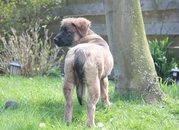 honden foto honden foto van Diana