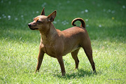 honden foto van sander dumay