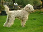 honden foto van renee