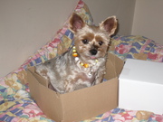 honden foto van godelieve-prutske-gino