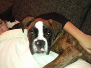 honden foto van jimi