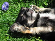 honden foto van Stefanie