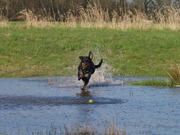 honden foto van Hotfield