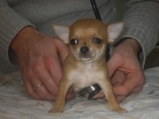 honden foto van Kimberley O'Connor