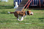 honden foto van vonneke
