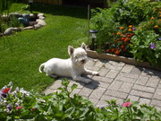 honden foto van Mariëlla