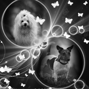 honden foto van Margarita, Lisa en Lotte