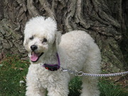 honden foto van sharona