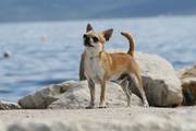 honden foto van www.clear-my-angels.nl