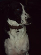 honden foto van Sandra van Damme