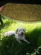 honden foto van lida