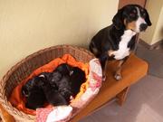 honden foto van Zürrlein Violetta