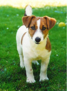honden foto van Anita