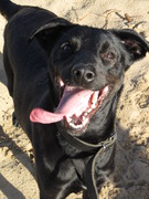 honden foto van Daan