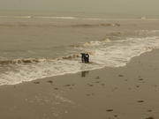 honden foto van Marcel