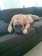 honden foto honden foto van Ro-Mi