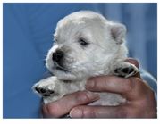 honden foto van Marian Zoeten-Koopman
