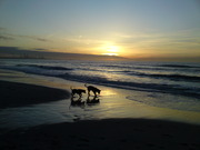 honden foto van Bianca