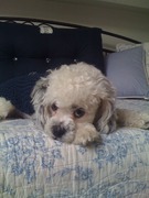 honden foto honden foto van Dieltje