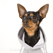 honden foto van Joyce Overgoor