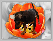 honden foto van Digimoon