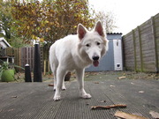 honden foto van Jolanda