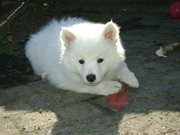 honden foto van Sylvia