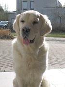 honden foto van Frank Vugts