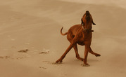 honden foto van Patricia