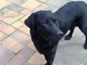 honden foto van Daisy