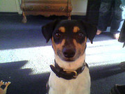 honden foto honden foto van silvia