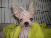 honden foto honden foto van hennie