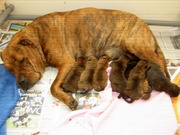 honden foto van Ca De Bou pups