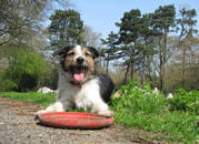 honden foto van Joke