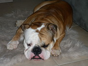 honden foto van Eefje