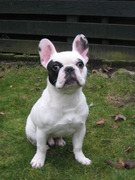 honden foto van Tessy