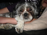 honden foto van Jolanda