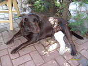 honden foto van michaela