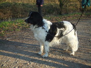 honden foto van Ellen & Tinka