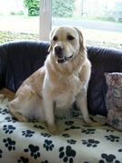 honden foto van lydia