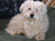 honden foto van Angela & Max