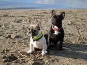 honden foto van Lisette
