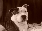 honden foto van aiko