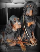 honden foto van michael-masterdog-kelly