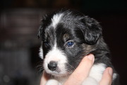 honden foto van Mayke Mooij