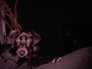 honden foto van Paulina & Josip