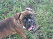 honden foto van michel & laika