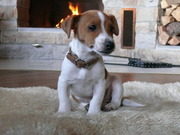 honden foto van Kirsten