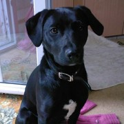 honden foto van Stephanie