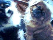 honden foto van Kathy+Layka+Snoepy